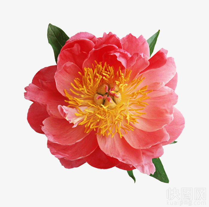 粉红色花瓣