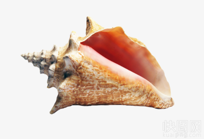 海螺