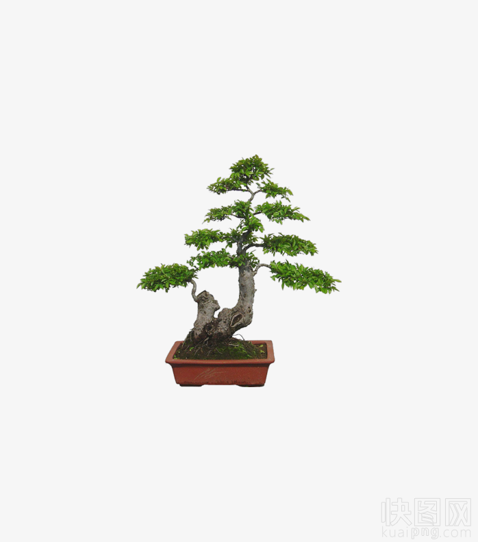 盆栽