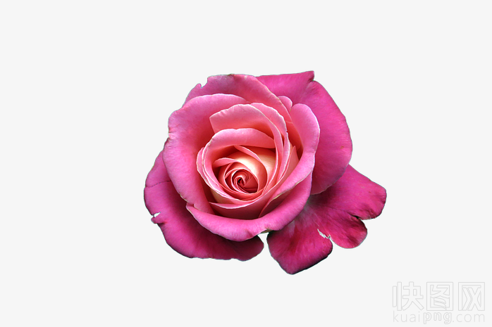 玫瑰花