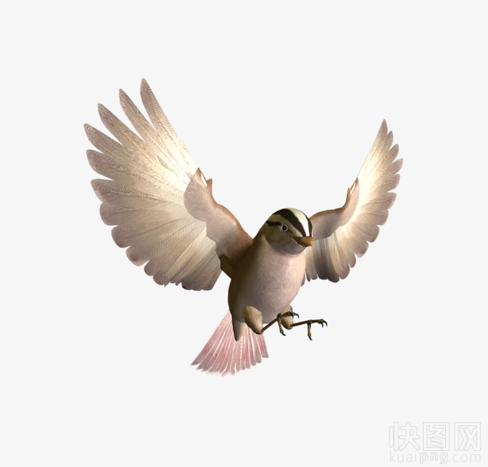 鸟