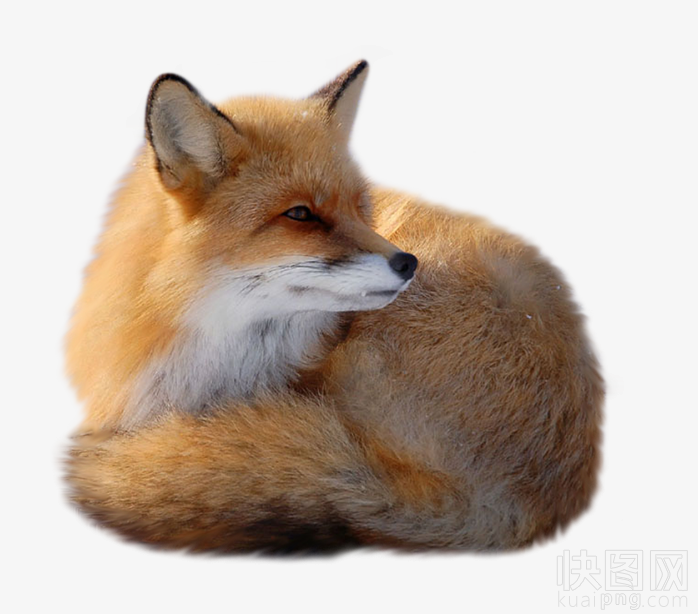 狐狸